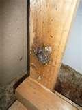 images of How To Treat Bed Bugs Bites images of How To Treat Bed Bugs Bites