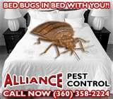 images of Bed Bugs Exterminators