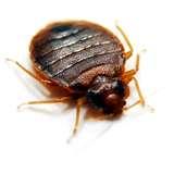 Bed Bugs Image images