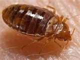 Bed Bug News pictures