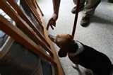 Bed Bugs Exterminators photos