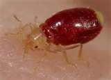 Bugs In Bed