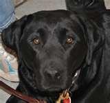 pictures of Bed Bug Dogs For Sale