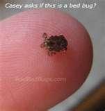 pictures of Bed Bug Companies