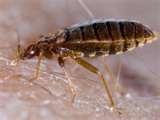 pictures of Bed Bug Exterminator Cost