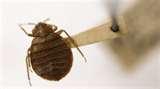 images of Bed Bug News