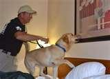 Bed Bug Dogs For Sale photos