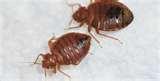 pictures of Bed Bug Solutions