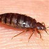 Get Rid Of Bed Bugs Yourself