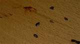 photos of Bed Bugs Detection