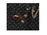 Bed Bugs Detection images