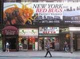 images of Bed Bugs New York