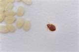 photos of Bed Bug Detection