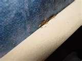 images of Bed Bug Treatment Cost