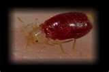 Get Rid Of Bed Bugs Naturally images