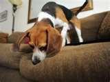 Bed Bug Detection Dogs photos