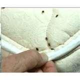 photos of Bed Bugs Protection