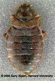 Bed Bug Service
