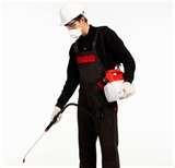 Bed Bug Removal Cost pictures