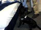 Bed Bug Detection images