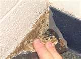 What Is Bed Bugs images