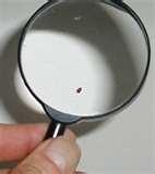 Chemicals To Kill Bed Bugs images