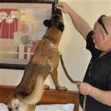 photos of Bed Bug Detection Dogs