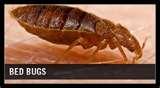 images of Bed Bug Removal Cost