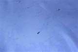 Bed Bug Sheets pictures