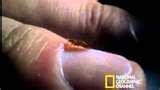 What Is Bed Bugs photos
