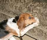 Bed Bug Dogs pictures