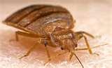 Steamer Bed Bugs images