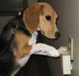 Bed Bug Detection