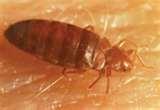 pictures of Bed Bugs Elimination