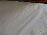 photos of Bed Bugs Insecticide