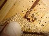 Kill Bed Bugs With Heat images