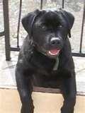 images of Bed Bug Detection Dogs