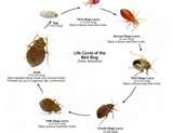 Get Rid Of Bed Bugs Naturally images