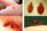 Bed Bug Sheets