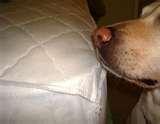 Bed Bug Dogs images