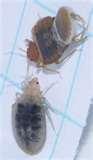 Bed Bug Treatment Cost images