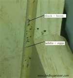 Treatment For Bed Bugs images