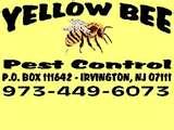 Bed Bugs Elimination pictures