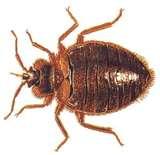 Steamer Bed Bugs images