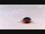 Kill Bed Bugs With Heat pictures