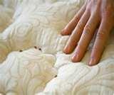 images of Get Rid Of Bed Bugs Naturally