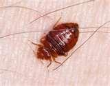 photos of Insecticide For Bed Bugs