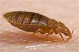Detecting Bed Bugs photos