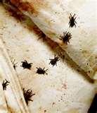 Bed Bug Service images
