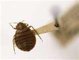 photos of Insecticides For Bed Bugs
